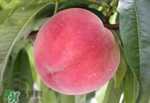 桃子的種類有哪些？哪種桃子最好吃？