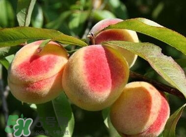 桃子的毛可以吃嗎？桃子的毛怎么洗？