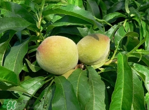 沒有毛的桃子叫什么？桃子毛為什么會癢？