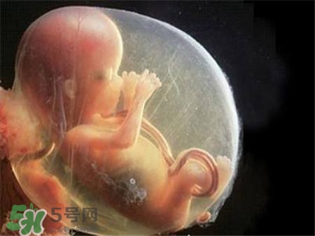 懷孕四個(gè)月需要做什么檢查？懷孕四個(gè)月胎兒圖