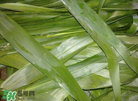 蘆葦葉包粽子之前要煮嗎？蘆葦葉煮多久？