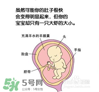 懷孕四個(gè)月需要做什么檢查？懷孕四個(gè)月胎兒圖