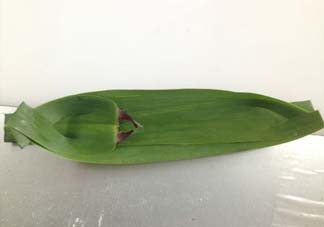 蘆葦葉怎么保存？蘆葦葉可以放冰箱嗎？