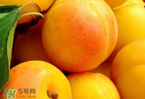 黃桃是杏子嗎？黃桃和杏子的區(qū)別