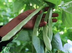 扁豆怎么保存?扁豆的保存方法 扁豆怎么保存?扁豆的保存方法