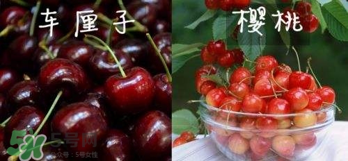 櫻桃和車?yán)遄佑惺裁磪^(qū)別？櫻桃和車?yán)遄幽膫€貴？