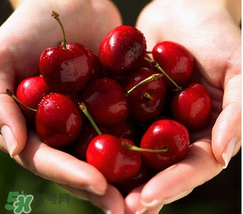 櫻桃是熱性還是涼性？櫻桃能多吃嗎？