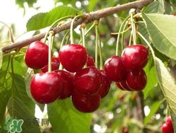 櫻桃是熱性還是涼性？櫻桃能多吃嗎？