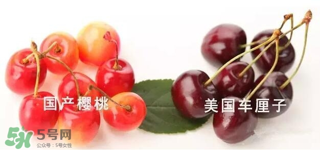 櫻桃和車?yán)遄佑惺裁磪^(qū)別？櫻桃和車?yán)遄幽膫€貴？