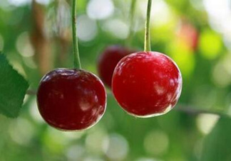 哺乳期能吃櫻桃嗎？哺乳期吃櫻桃寶寶會上火嗎？