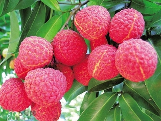 孕婦吃荔枝上火了怎么辦？孕婦吃荔枝對胎兒好嗎