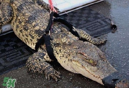 鱷魚肉價格多少錢一斤？吃鱷魚犯法嗎？