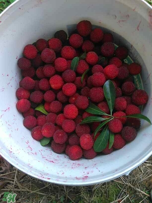 楊梅罐頭孕婦可以吃嗎？楊梅罐頭可以放多久？