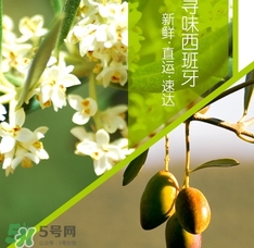 橄欖油可以去黑頭嗎？橄欖油怎么去黑頭？