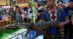 鱷魚肉價格多少錢一斤？吃鱷魚犯法嗎？