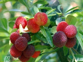 孕婦吃楊梅有什么好處？孕婦夢見吃楊梅是什么意思？