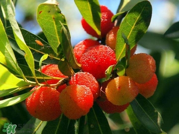 楊梅汁怎么洗干凈？衣服上的楊梅汁怎么洗？