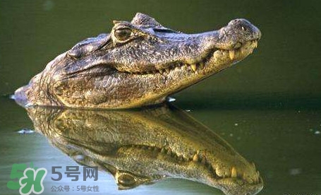 鱷魚(yú)是魚(yú)嗎？鱷魚(yú)是浮在水面上嗎？