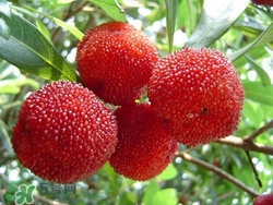 楊梅吃多了會(huì)上火嗎？楊梅吃多了會(huì)胖嗎？