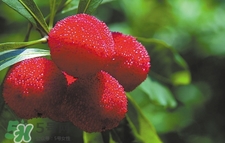 楊梅怎么吃好吃？楊梅怎么吃不酸？