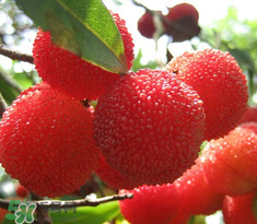 楊梅怎么吃好吃？楊梅怎么吃不酸？