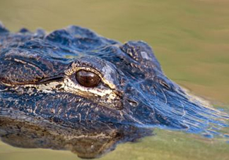 鱷魚的眼淚是什么意思？鱷魚為什么會(huì)留眼淚