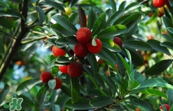 楊梅怎么吃好吃？楊梅怎么吃不酸？