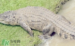 鱷魚(yú)是魚(yú)嗎？鱷魚(yú)是浮在水面上嗎？