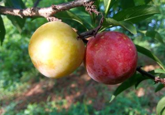 吃雙華李上火嗎？雙華李的功效與作用