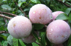 三華李是寒性還是熱性水果？三華李是涼性水果嗎