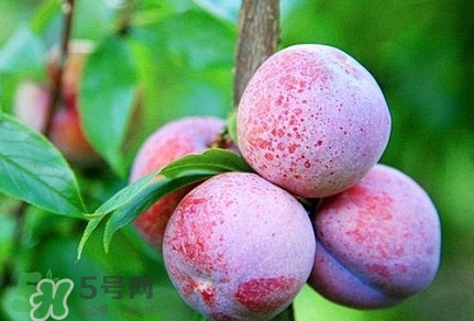 三華李種哪個品種好？三華李有多少個品種