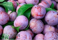 雙華李幾月可以吃？雙華李什么季節(jié)成熟