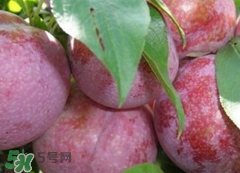 雙華李怎么吃不酸？雙華李不能和什么一起吃？