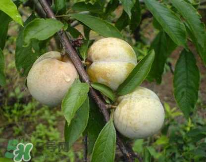 南華李什么時(shí)候成熟？南華李和三華李的區(qū)別