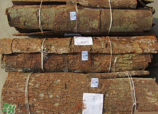 安哥拉樹皮能天天吃嗎？安哥拉樹皮天天吃可以嗎？