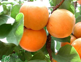 杏子不能和什么一起吃？杏子和什么不能同吃？