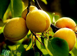 杏子不能和什么一起吃？杏子和什么不能同吃？