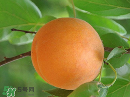 杏子不能和什么一起吃？杏子和什么不能同吃？