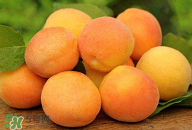 杏子一天吃幾個(gè)？杏子一次可以吃多少？