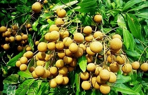 龍眼能放多久？龍眼能空腹吃嗎？