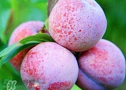 三華李可以放多久？三華李可以冷藏嗎？