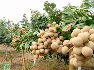 龍眼是熱性還是涼性？龍眼能多吃嗎？