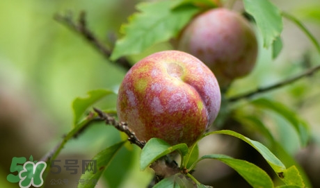 雙華李孕婦可以吃嗎？孕婦能吃雙華李嗎