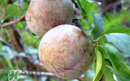 雙華李有什么營(yíng)養(yǎng)？雙華李的營(yíng)養(yǎng)價(jià)值