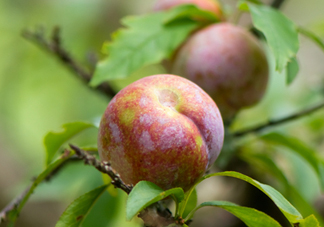 雙華李孕婦可以吃嗎？孕婦能吃雙華李嗎