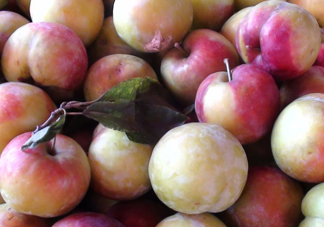 南華李什么時候成熟？南華李和三華李的區(qū)別