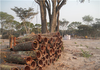 安哥拉樹皮的功效 安哥拉樹皮怎么用？