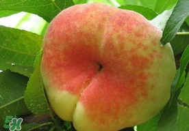 盤桃是蟠桃嗎？盤桃和蟠桃一樣嗎