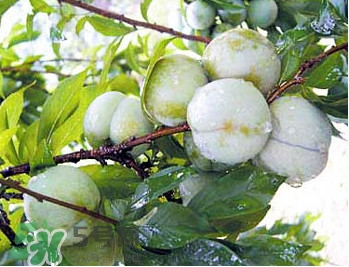 南華李什么時(shí)候成熟？南華李和三華李的區(qū)別