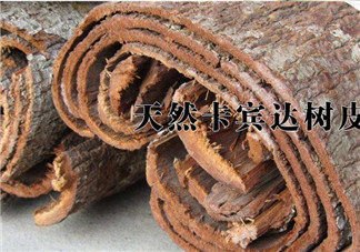 安哥拉樹皮能天天吃嗎？安哥拉樹皮天天吃可以嗎？